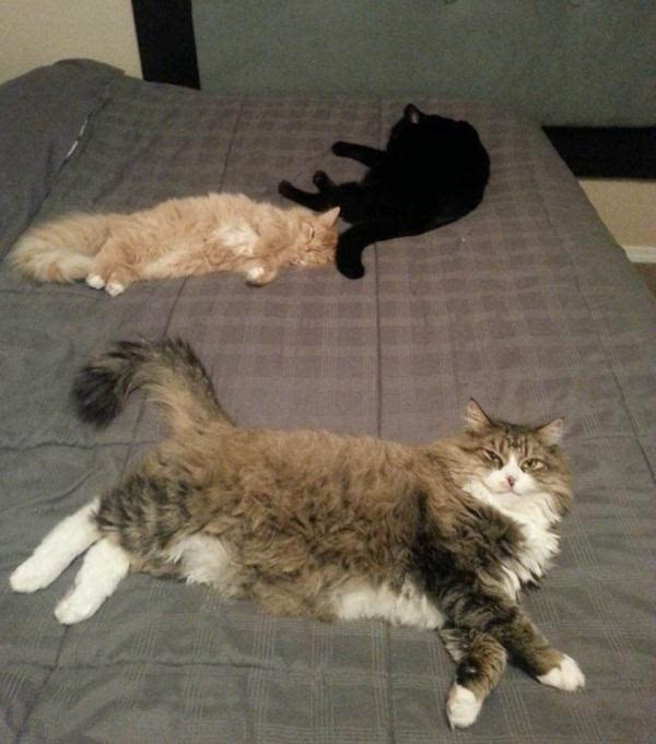 火狐电竞官方网站