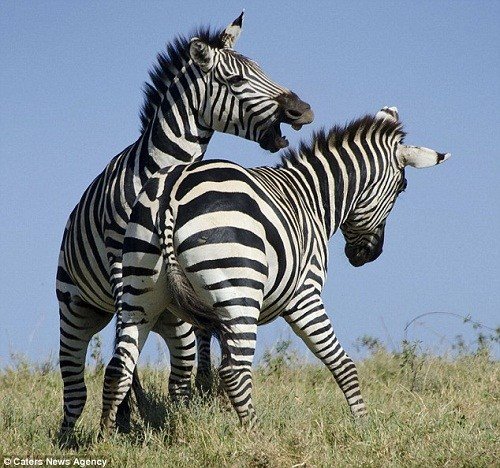 火狐电竞官网|原创动漫品牌靠什么占据市场份额(图2) 火狐电竞官网