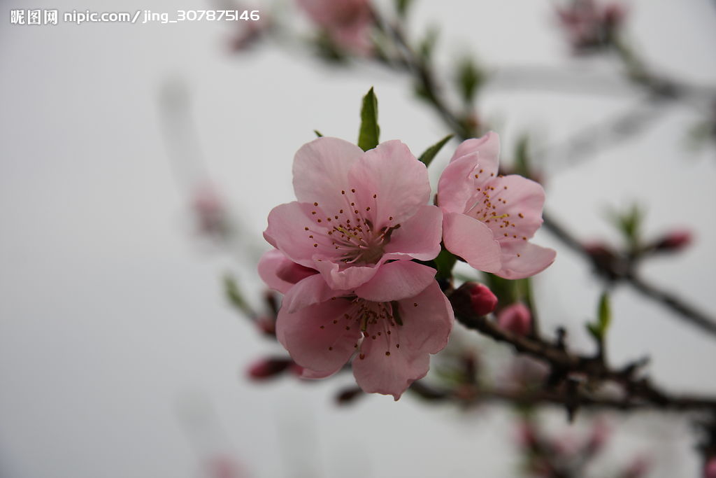 山东兽药产值占全国1/7【火狐电竞】(图3) 火狐电竞