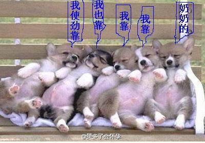 影响养猪业的五大优惠政策_火狐电竞官方网站(图1) 火狐电竞