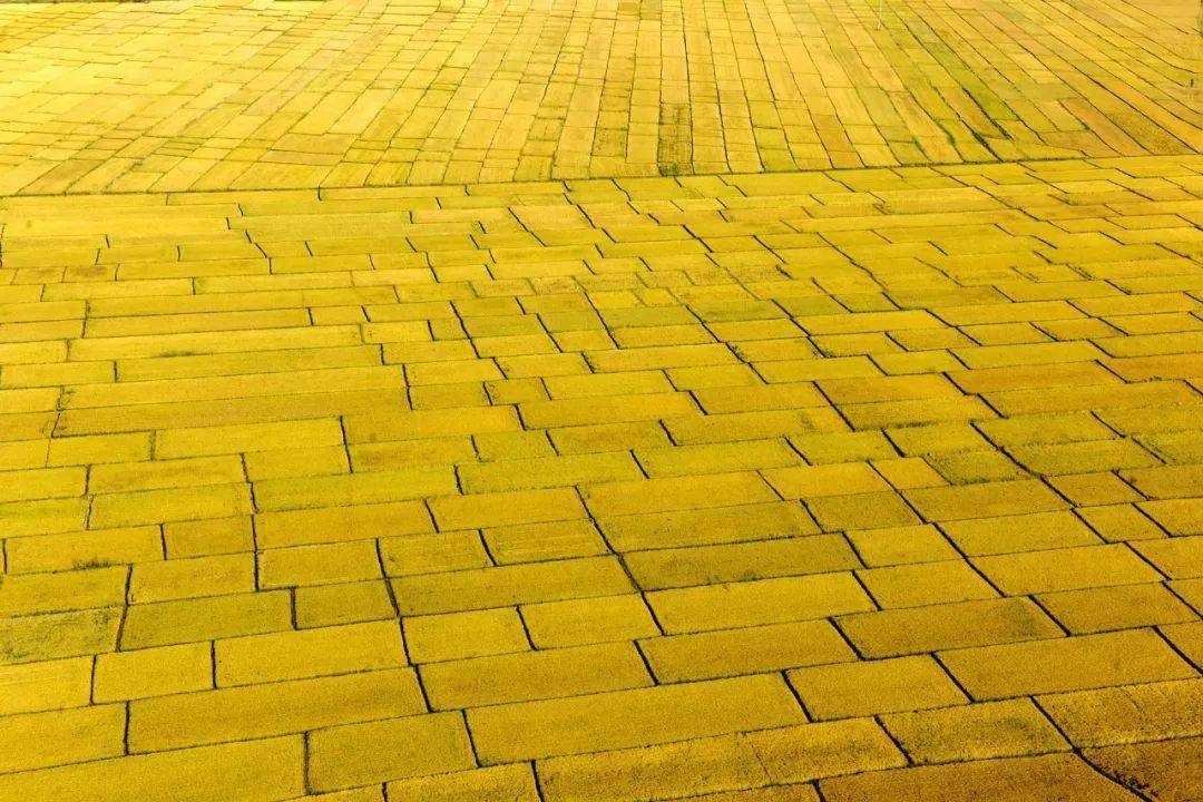 “火狐电竞官网”
黑龙江是个好地方(图8)