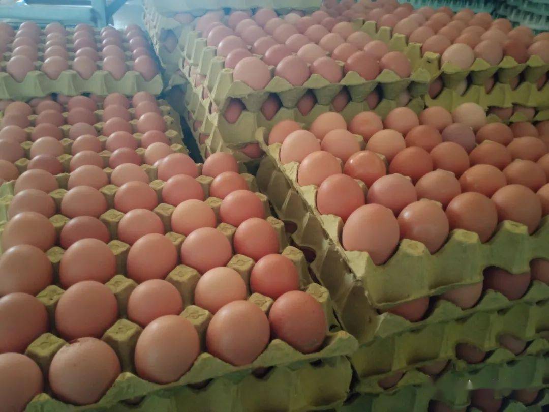 火狐电竞官网-
河牧牧业祝愿您——元旦元旦之一切圆满(图1)