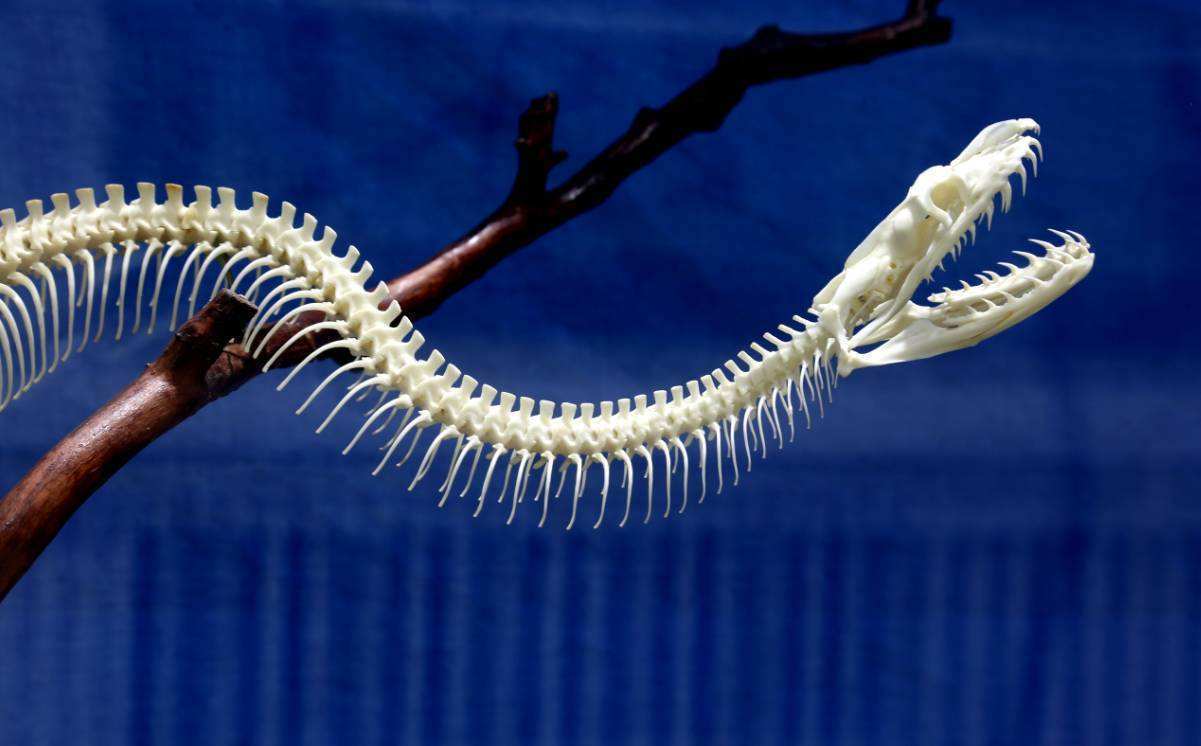 【火狐电竞官网】
世界上最大的蛇是什么蛇 有多长？(图2)