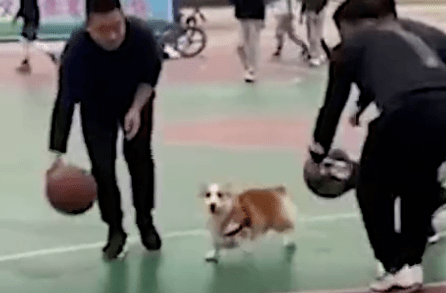 “火狐电竞官方网站”
人中科比 狗中柯基！这柯基绝对是只 被个头延长的篮球明星(图5)