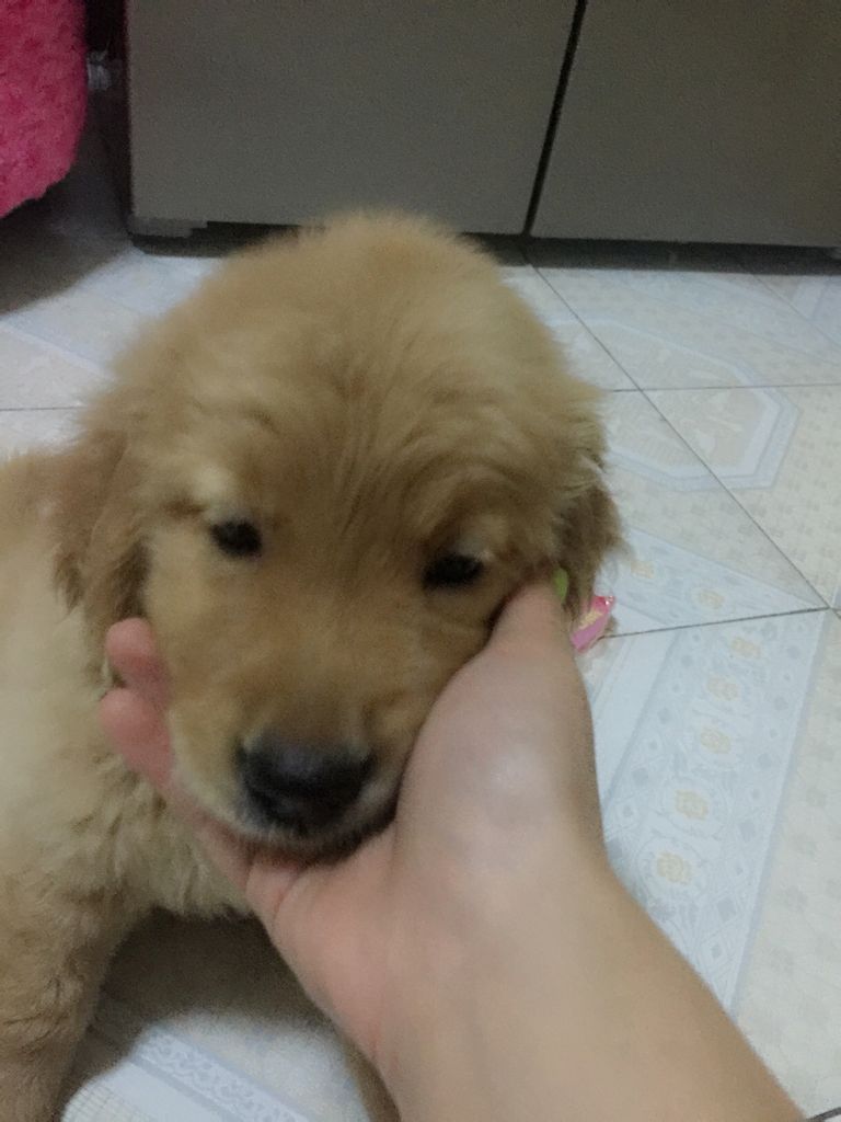 “火狐电竞官方网站”江苏泗洪县财政扶持生猪标准化养殖场建设(图1) 火狐电竞官网