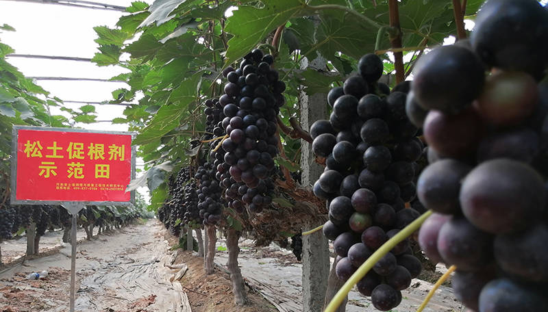 
高尺度农田土壤改良技术及差别类型障碍性土壤改良措施、指标“火狐电竞官网”(图4)